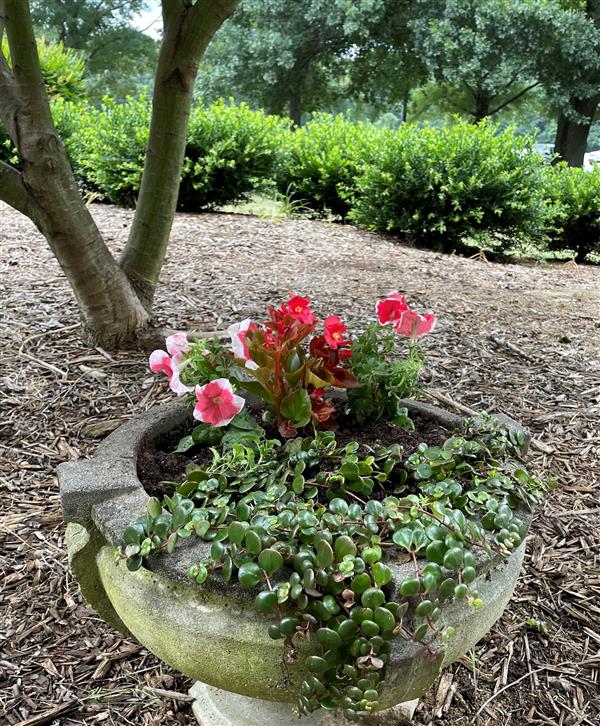 Flower pot in front of building 120